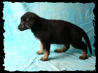 puppie05_female.jpg